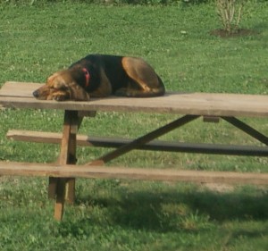 EllieOnTableCrop